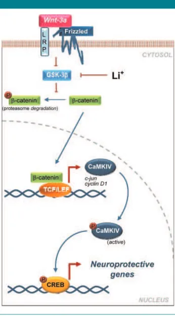 Fig. 7. Schematic representation of the Wnt/b-catenin signaling pathway and its relation to CaMKIV up-regulation