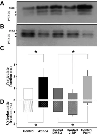 FIGURE 3. A diffuse pool of PSD-95 is recruited to the membrane pool by Wnt-5a ligand