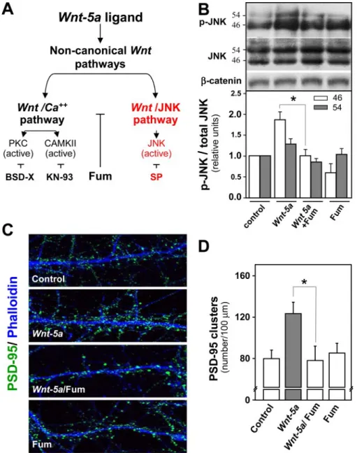 FIGURE 5. Non-canonical pathway signaling is involved in the clustering of PSD-95 induced by Wnt-5a.