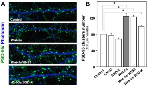 FIGURE 7. Wnt-5a induces the clustering of PSD-95 through activation of the Wnt/JNK non-canonical pathway