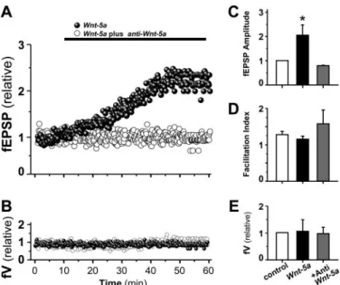 FIGURE 8. Field Potential recording of a CA1 pyramidal cell after Wnt-5a treatment. A, field recording of CA1 pyramidal cells treated with Wnt-5a or Wnt-5a plus anti-Wnt-5a antibody