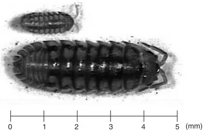 Fig. 4. Two woodlice siblings at 10 weeks of development, one maintained at 15 ⬚C (top) and the other at 30 ⬚C (bottom).