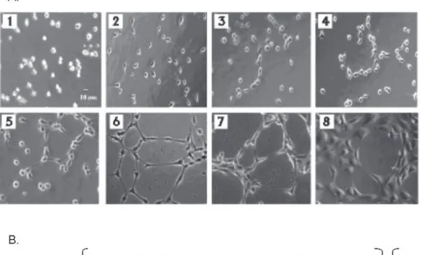 Figure 1A: Different steps observed in the in vitro angiogenesis assay. (1) EA.hy926 cells immediately after initial seeding on matrigel, (2) EA.hy926 cells begin to sprout, (3-4) EA.hy926 cells continue elongating and begin to connect