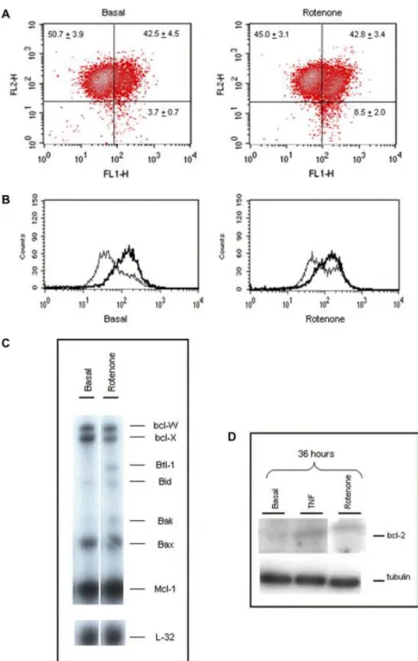 Fig.  4.  Rotenone-induced  membrane  depolarization  and  Bcl-2  expression  in  human  chondrocytes