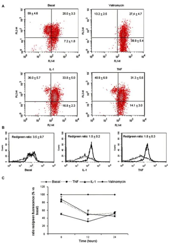Fig. 1. Mitochondrial membrane depolarization induced by TNFα and IL-1β in human chondrocytes