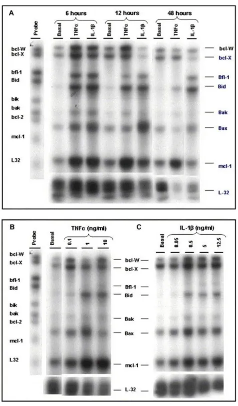 Fig. 2. Time course and dose–response of Bcl-2 family mRNA expression by TNFα and IL-1β in human chondrocytes