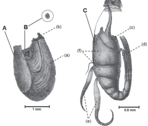 Fig. 1: Cryptophialus minutus Darwin, 1854. A. Lateral view of a female inside the mantle (ochre);