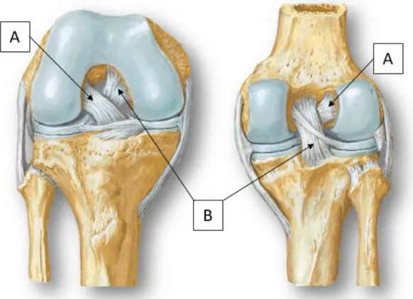 Figura 4. Vista anterior y posterior de la rodilla. Ligamentos cruzado anterior (A) y cruzado posterior (B)