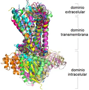 Figura 1.- Modelo del receptor humano MT 2  incorporado longitudinalmente en una membrana 