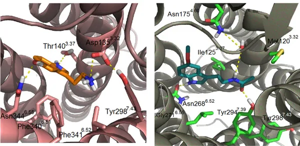Figura 5.- Imágenes tridimensionales del sitio de unión de serotonina (rosa) y melatonina (verde)