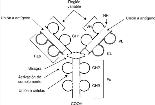 Figura  4.  Esquema  de  la  estructura  de  una  molécula  de  inmunoglobulina.  Las  cadenas  pesadas 
