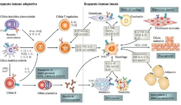Figura 2. Mecanismos fisiopatológicos implicados en la respuesta autoinmune de la AR 