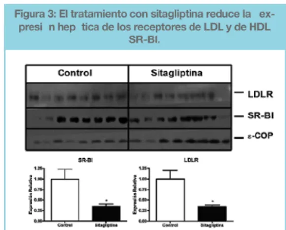 Figura 3: El tratamiento con sitagliptina reduce la çex- çex-presión hepática de los receptores de LDL y de HDL 