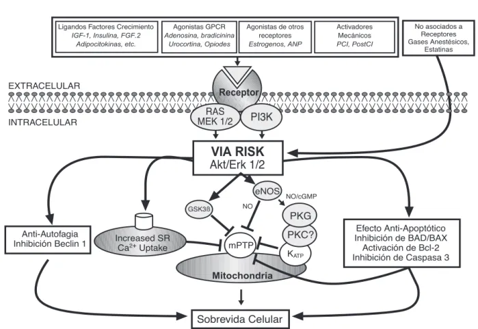 Figura 3: Vía transduccional RISK