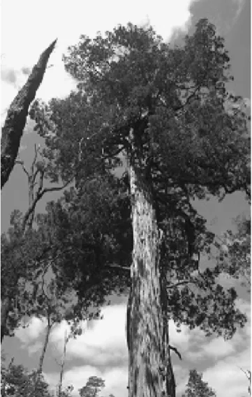 Fig. 3. Old tree of Fitzroya cupressoides, one of the longest-lived tree species in the world, surviving in a small remnant patch of lowland forest, at Lauen ˜ nadi National Park, Chile