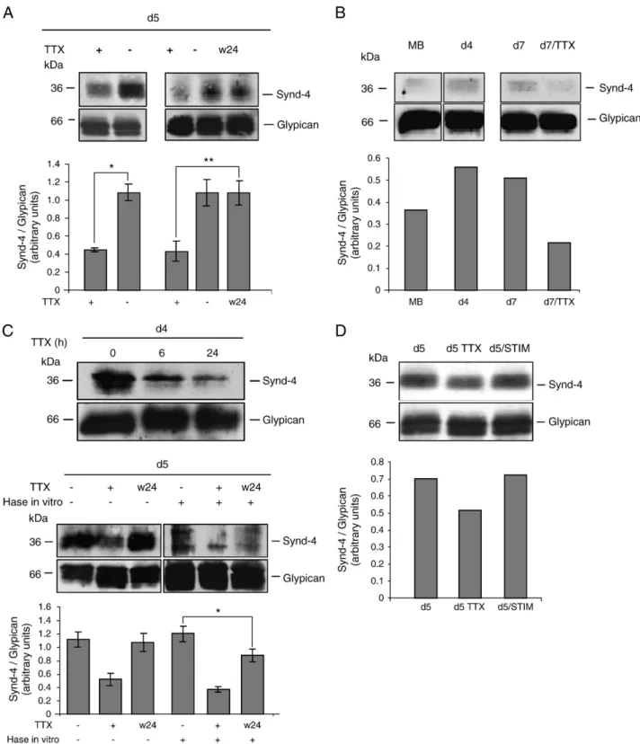 Fig. 2. Syndecan-4 at the cell surface is regulated by electrical activity during the differentiation of skeletal muscle cells