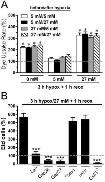 Figure 2. High or zero glucose levels during hypoxia increase astroglial Etd uptake after reoxygenation, an effect independent of high glucose before or after the hypoxic period; uptake is mediated exclusively by Cx43 hemichannels