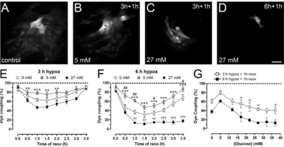 Figure 4. Hypoxia-reoxygenation reduces dye coupling in rat astrocytes; an effect potentiated by high glucose