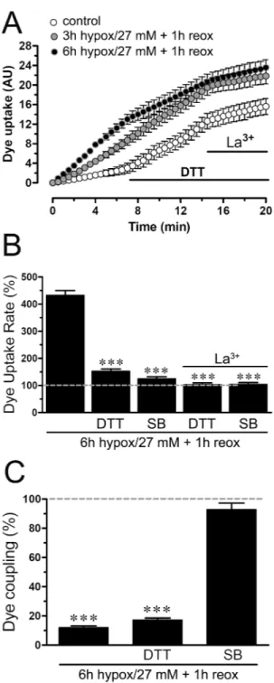 Figure 7. Changes in hemichannel and gap junction channel activity induced after hypoxia in high glucose and reoxygenation are differentially affected by dithiothreitol (DTT), but both are blocked by a p38 MAPK inhibitor