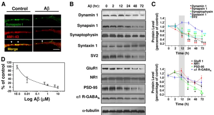 FIGURE 4. A␤ reduced several synaptic vesicle proteins. A, confocal micrographs showing the effect of chronic A␤ (500 n M , 24 h) on active synaptic proteins visualized by co-localization of synapsin-1 and AM1-43 (yellow and arrows)