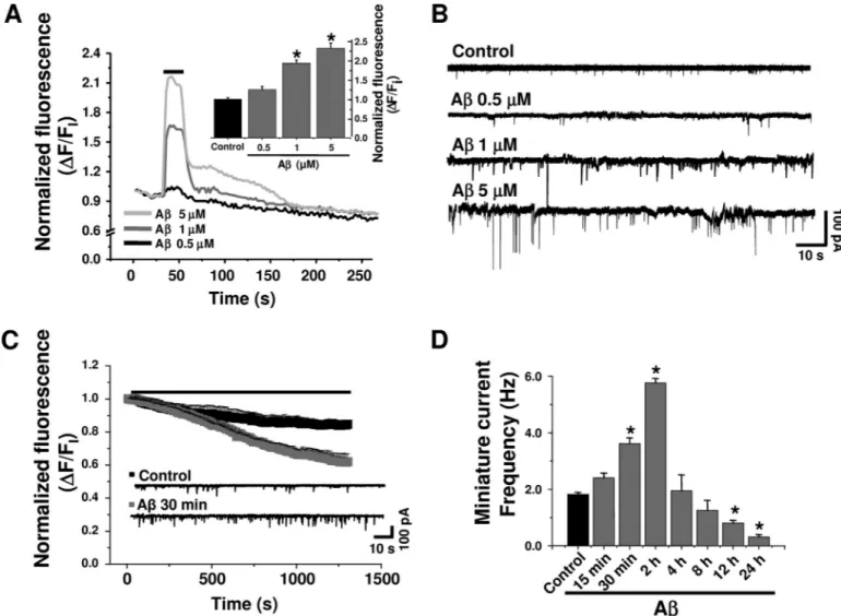 FIGURE 6. Acute A ␤ increased intracellular calcium and the release of synaptic vesicles