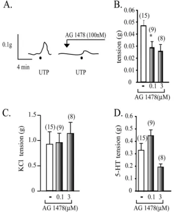 FIGURE 8. Model of P2Y 2 R membrane distribution and its regulation by agonists. UTP-mediated activation of the P2Y 2 R induces transactivation of the EGFR, leading to vessel contraction (A.1) in turn, the EGFR  retrotransregu-lates the membrane distributi