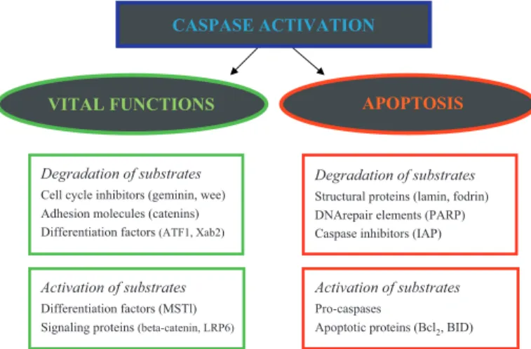 Fig. 7. Schematic representation explaining the dual function of caspases in apoptosis and life giving functions