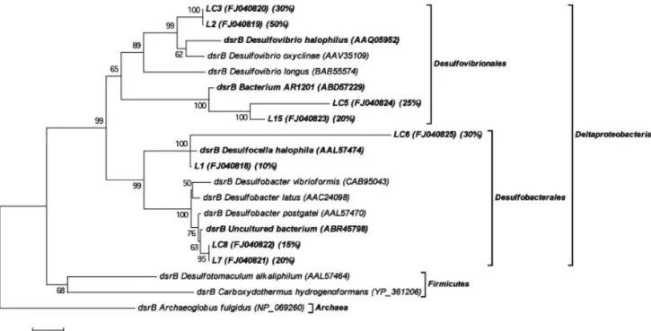Fig. 3. Dissimilatory sulfite reductase dsrAB dendrogram showing sequences from S2-enriched treatments