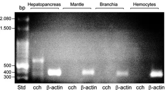 Fig. 6 Analysis of cch-mRNA biosynthesis in the hepatopancreas by in situ hybridization