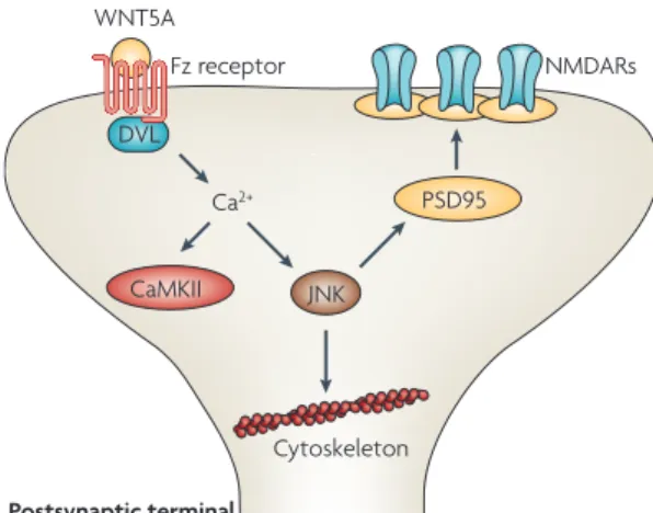 Figure 3 | Non-canonical Wnt signalling regulates the  postsynaptic component of mature central synapses