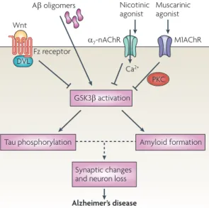Figure 6 | Activation of Wnt signalling protects from  amyloid toxicity. Under normal conditions, Wnt ligands  inhibit glycogen synthase kinase 3 β (GSK3β) activation  (canonical Wnt signalling)