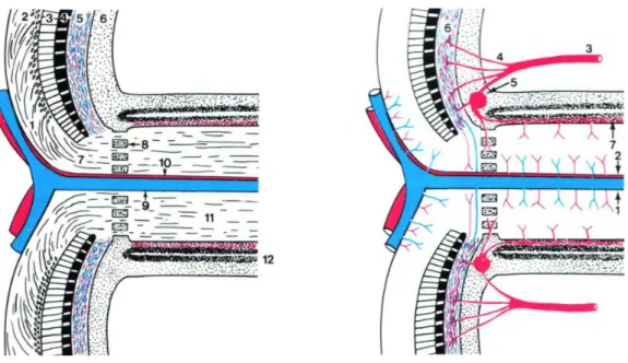 Figura 1. Sección de la cabeza del nervio óptico. Izquierda: 1, capa superficial de la 