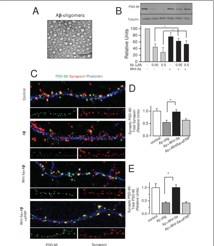Figure 5 Wnt-5a prevents the changes induced by Ab oligomers on PSD-95 clustering and in synaptic contact