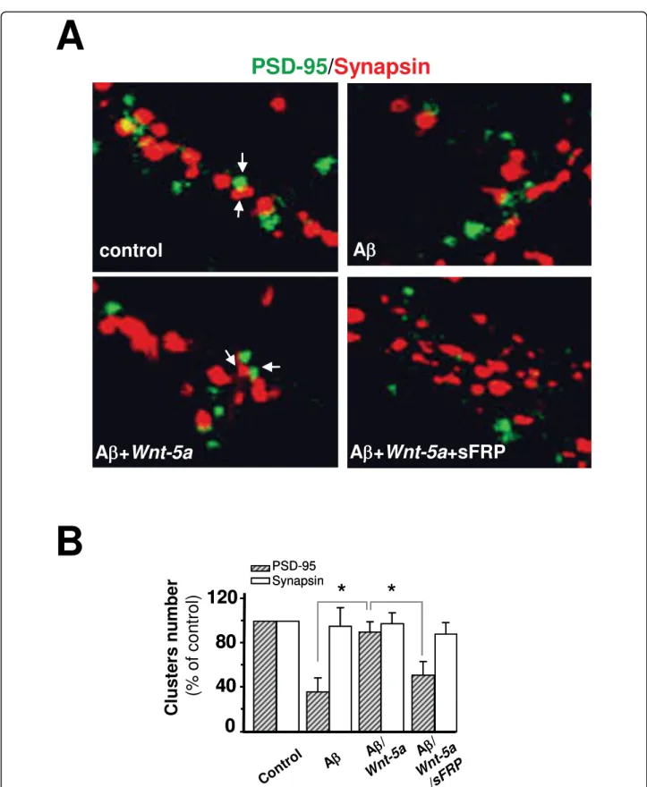 Figure 6 Wnt-5a prevents the changes induced by A b oligomers in the synaptic contact.(A), Representative neurite images of double immunofluorescence of PSD-95 (green) and synapsin-1 (red), from samples subjected for 1 h to control, A b, Ab/Wnt-5a and Ab/W