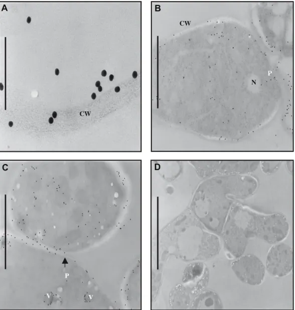 Fig. 3. Immuno-electron microscopy of MnP in C. subvermispora. Representative transmission electron micrographs of ultrathin sections of mycelia pellets obtained from 10- 10-day-old cultures grown in the absence of Mn 2+ (A and B) and in the presence of 16