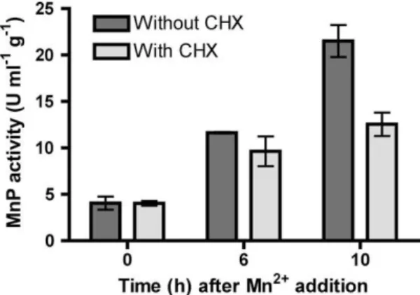 Fig. 4. Effect of a Mn 2+ pulse on extracellular MnP activity in cultures of C. subvermispora treated with cycloheximide
