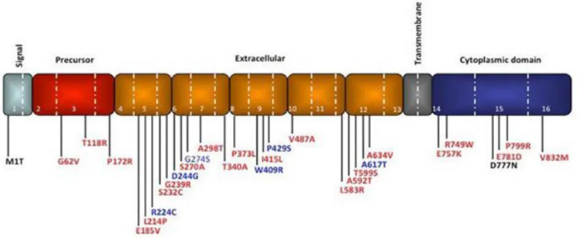 Figura 10. Estructura del gen CDH1, constituído por 10 exones que ocupan 100 kb de ADN 