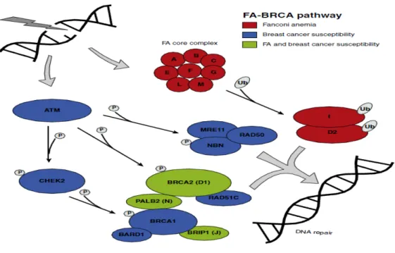 Figura 17.  Esquema de la vía de reparación AF-BRCA y  su papel en la susceptibilidad al cáncer de 