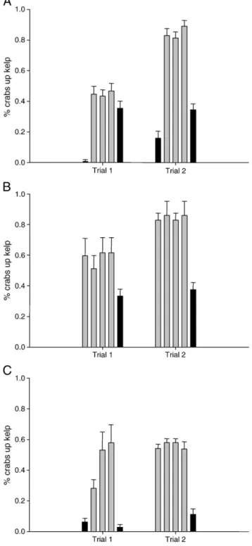 Fig. 3. Average percent number of crabs observed up the kelp with respect to the presence (gray bars) or absence (black bars) of lobsters