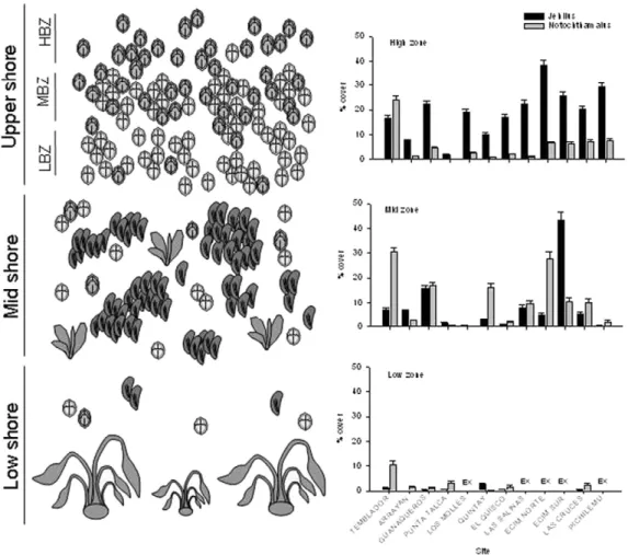 Fig. 1. a) Generalized depiction of intertidal chthamalid barnacle zonation patterns on the central coast of Chile