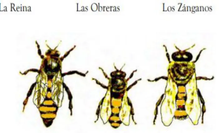 Ilustración 7 - Tipos de abejas 