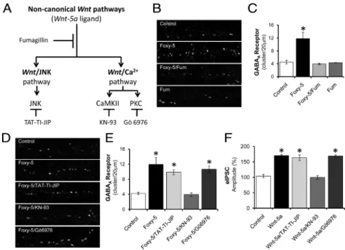 Figure 7. Noncanonical Wnt/Ca 2 ⫹ pathway signaling is involved in the surface expression of GABA A -Rs induced by Wnt-5a.