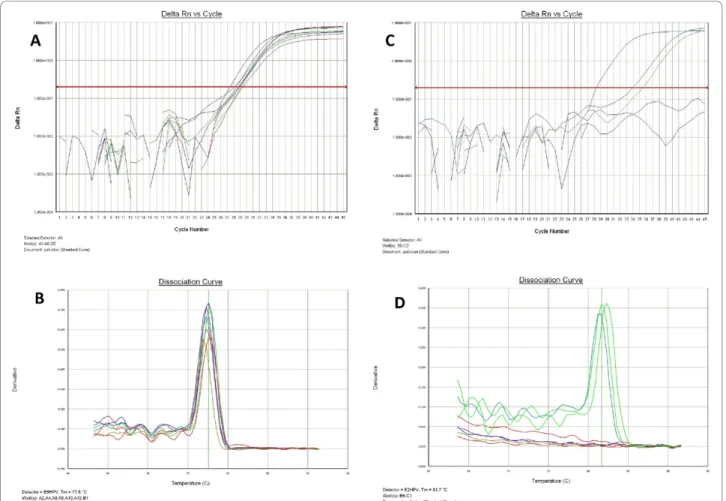 Figure 2 Quantitative Real-time PCR for HPV-16 in lung carcinomas from Asia. A: Amplification of HPV-16 E6 fragment; B: Melting analysis after E6 amplification; C: Amplification of HPV-16 E2 fragment; D: Melting analysis after E2 amplification.