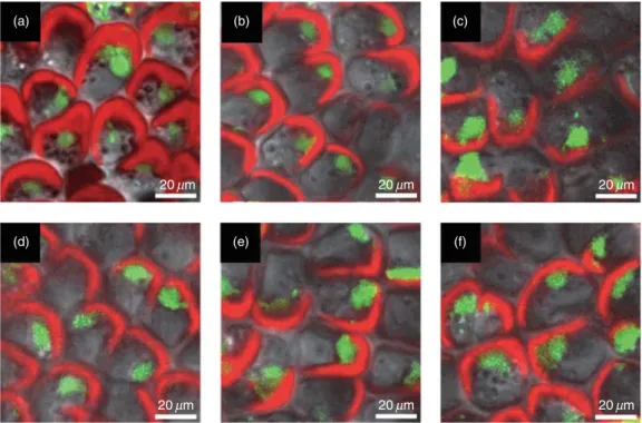 Figure 8. Visualization by confocal microscopy of cell viability in Ulva compressa cultivated in seawater without copper (a), with 10 mM copper (b), treated with 10 mM antimycin A (c), 20 mM 3-(2,3-dichlorophenyl)-1,1-dimethylurea (d), the mixture of the l