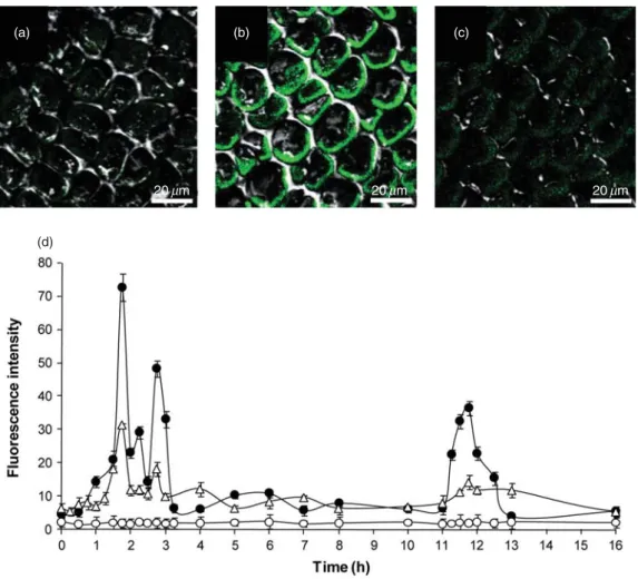 Figure 2. Visualization by confocal microscopy of intracellular calcium release in Ulva compressa incubated in seawater without copper addition (a), with 10 mM copper (b), treated 100 mM ryanodine and cultivated with 10 mM copper (c) for 12 h