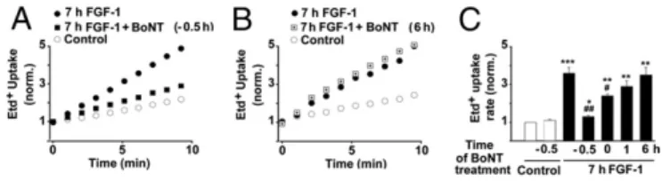 Fig. 4. FGF-1 initially causes ATP release by a vesicular mechanism as indicated by sensitivity to botulinum neurotoxin A (BoNT A)