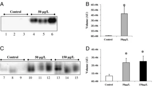 Figure 4. Native-PAGE bromoperoxidase (BPO) activity staining assay from E. siliculosus strains Es32 and Es524 exposed to 10 days of copper excess