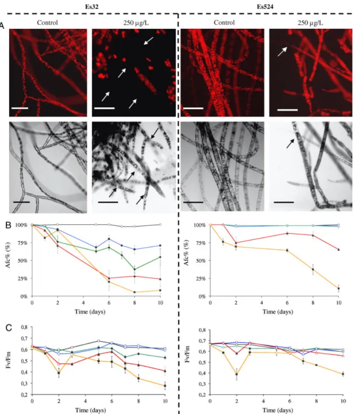 Figure 1. Physiological effects of copper toxicity on E. siliculosus strains Es32 and Es524