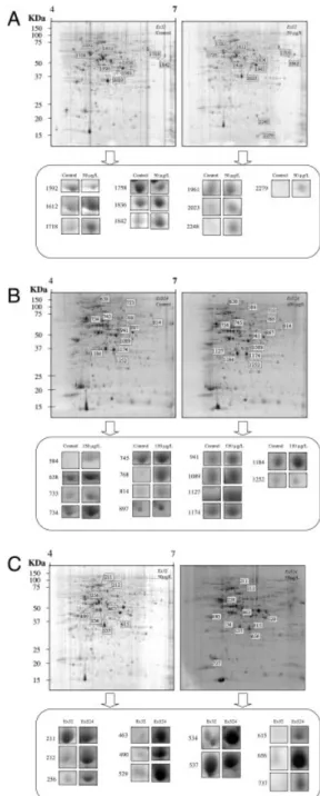 Figure 2. Proteomic profiling of E. siliculosus strains Es32 and Es524 in response to copper stress