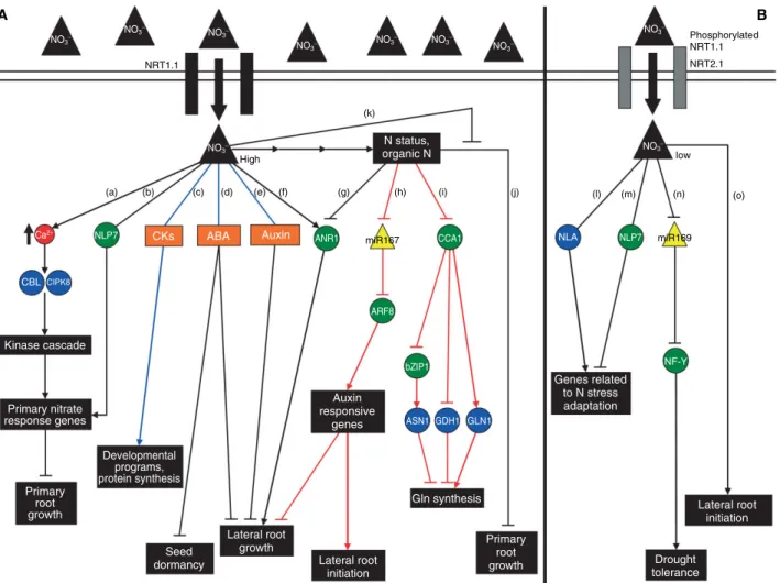 FIGURE 1 | Recent advances in identifying the molecular pathways controlling Arabidopsis responses to N